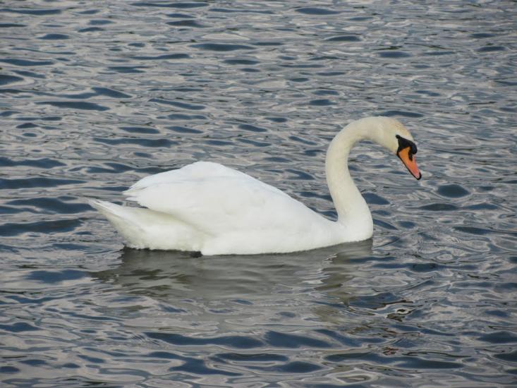 Довжок з panoramio.com - Довжок