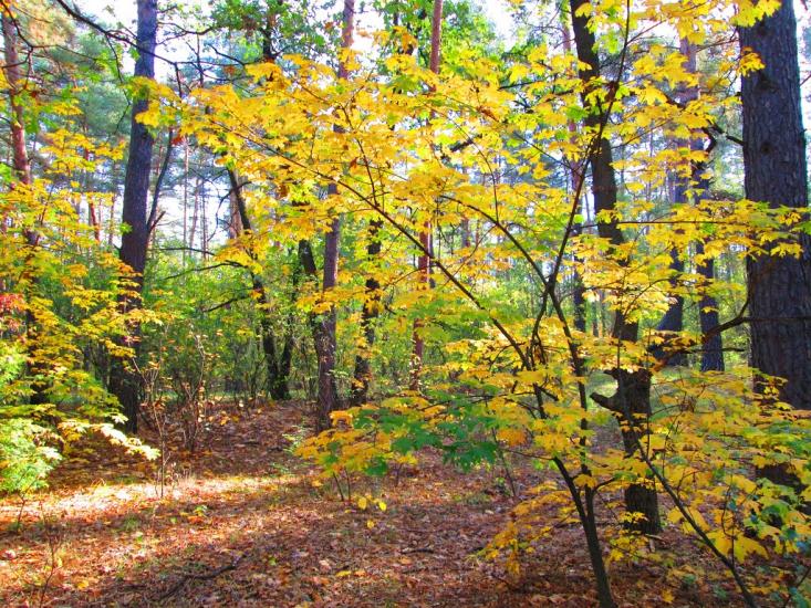 Бірки з panoramio.com - Бірки