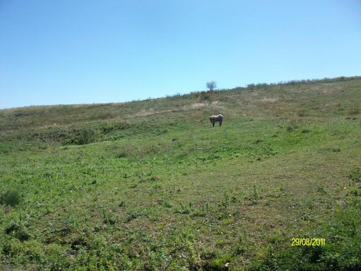 Тарасівці з panoramio.com - Тарасовцы