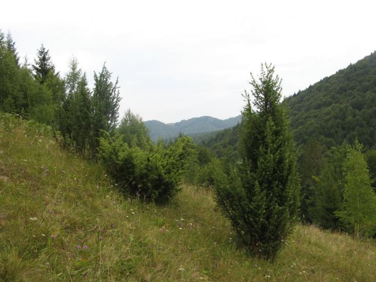 Хорови з panoramio.com - Хоровы