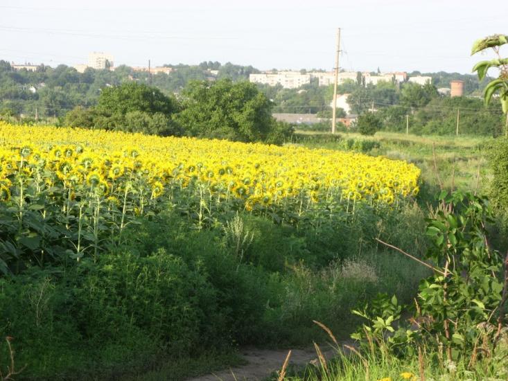 Красноград з panoramio.com - Красноград