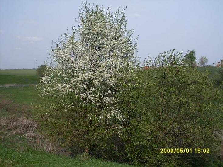 Макарівщина з panoramio.com - Макаровщина