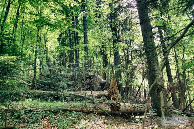 Манява з panoramio.com - Манява
