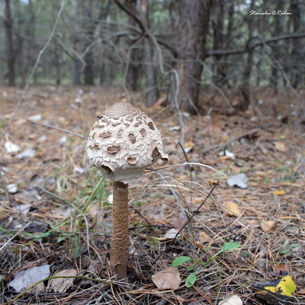 Зачепилівка з panoramio.com - Зачепилівка