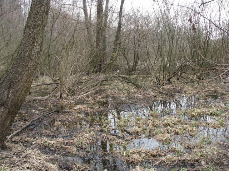Підлісне з panoramio.com - Pidlisne