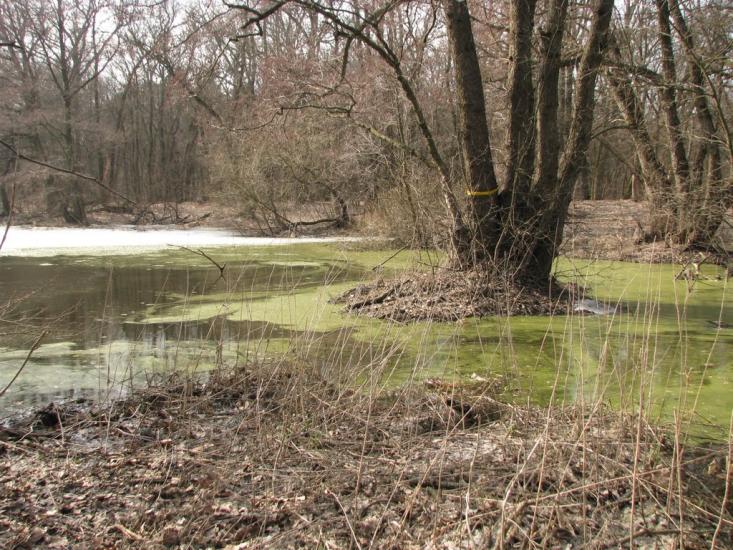 Підлісне з panoramio.com - Pidlisne