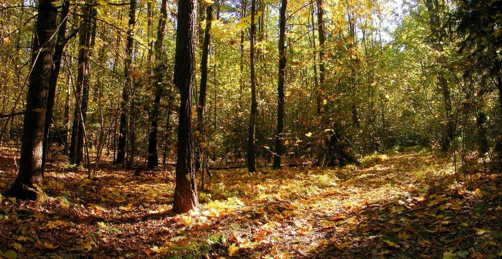 Миропіль з panoramio.com - Мирополь