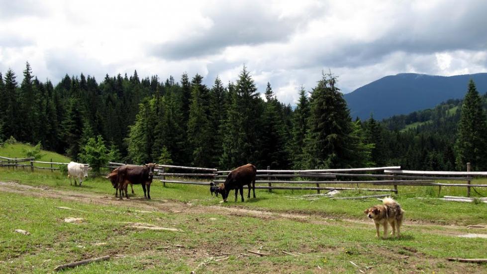 Тітківці з panoramio.com - Тітківці