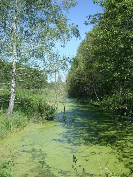 Хрипськ з panoramio.com - Khrypsk