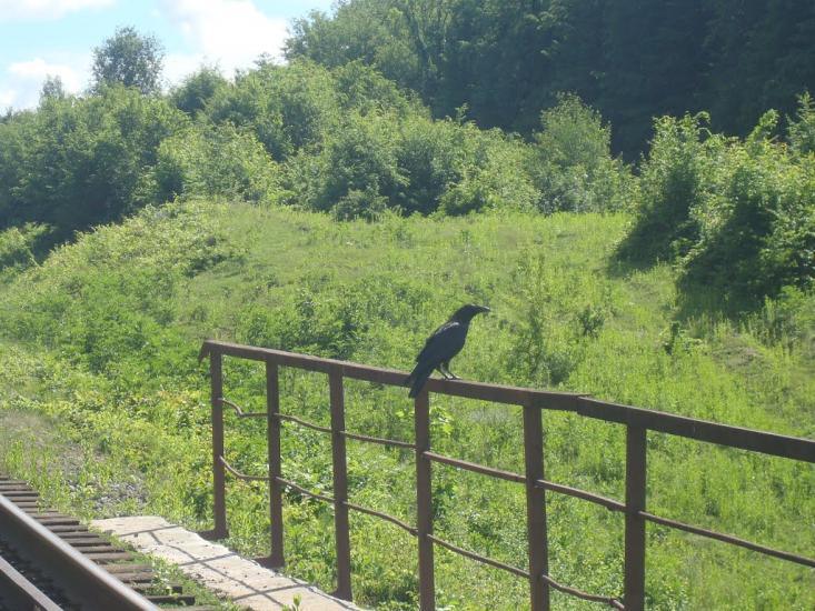 Городок з panoramio.com - Городок