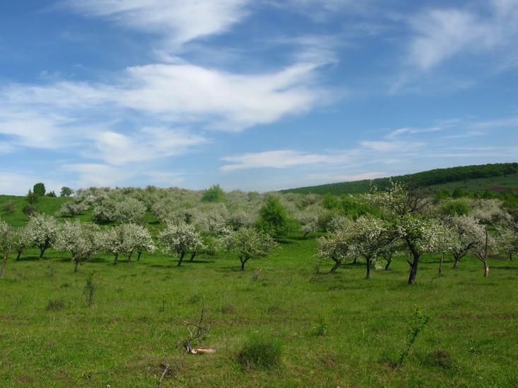 Слов'ятин з panoramio.com - Славятин