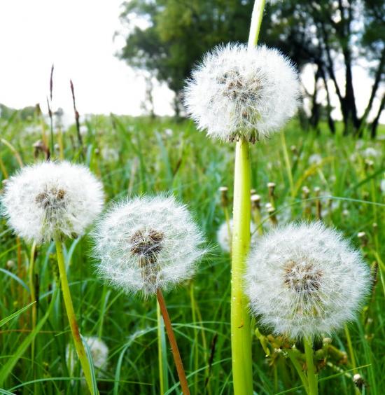 Біле з panoramio.com - Біле