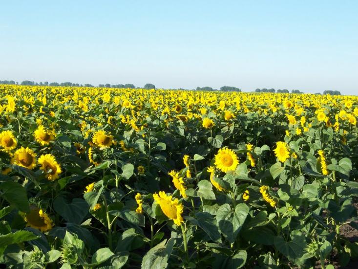 Нижньокринське з panoramio.com - Нижньокринське