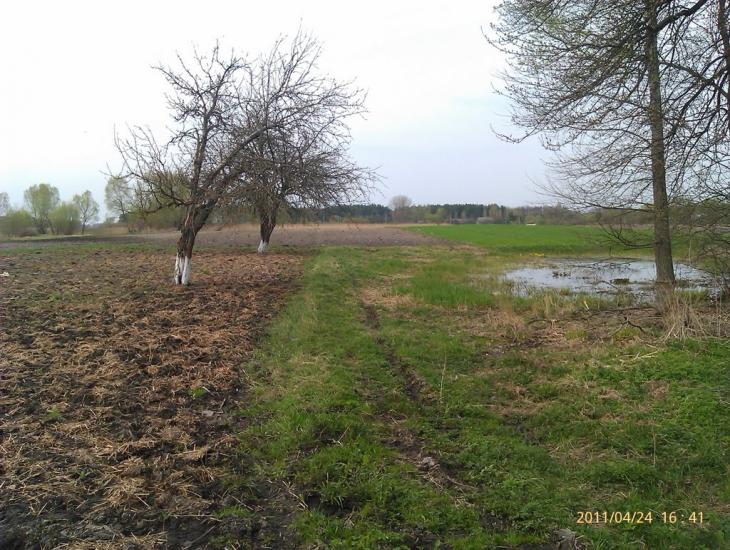 Облапи з panoramio.com - Oblapy