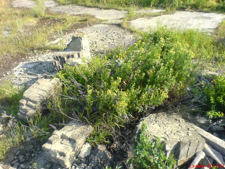 Новоамвросіївське з panoramio.com - Новоамвросиевское