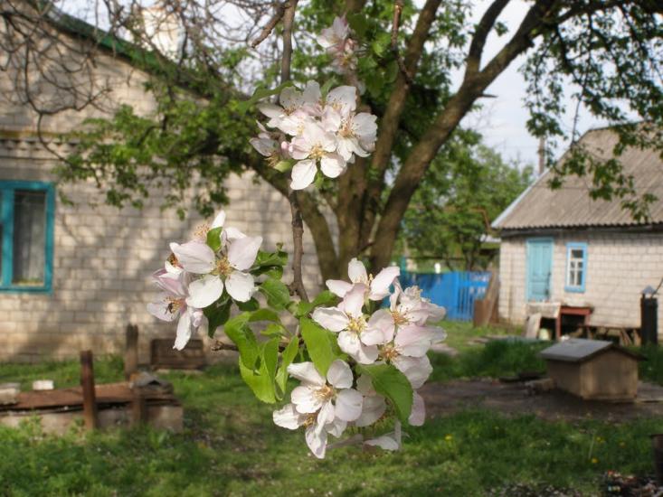 Кринички з panoramio.com - Кринички
