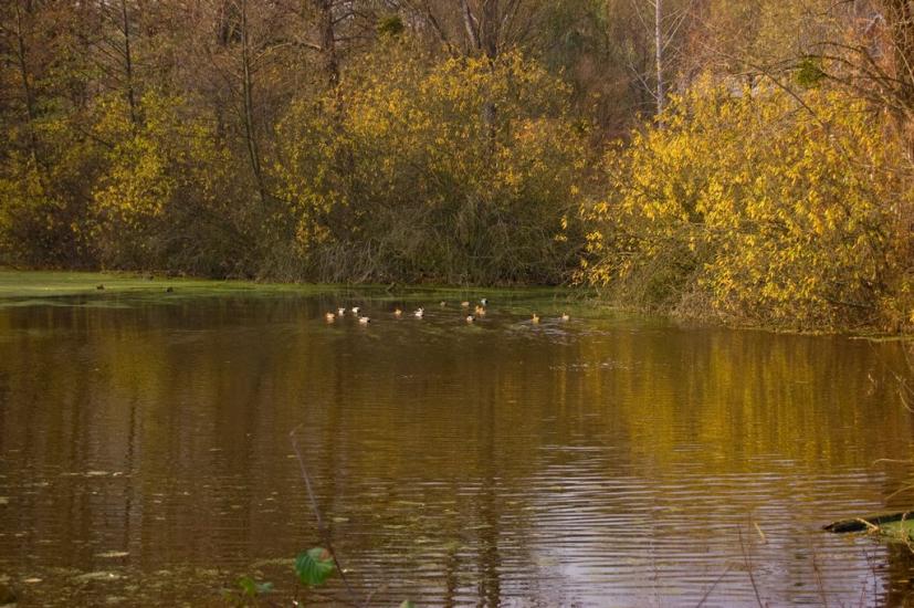 Високий з panoramio.com - Высокий