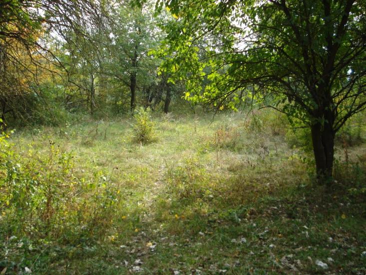 Привілля з panoramio.com - Pryvillya
