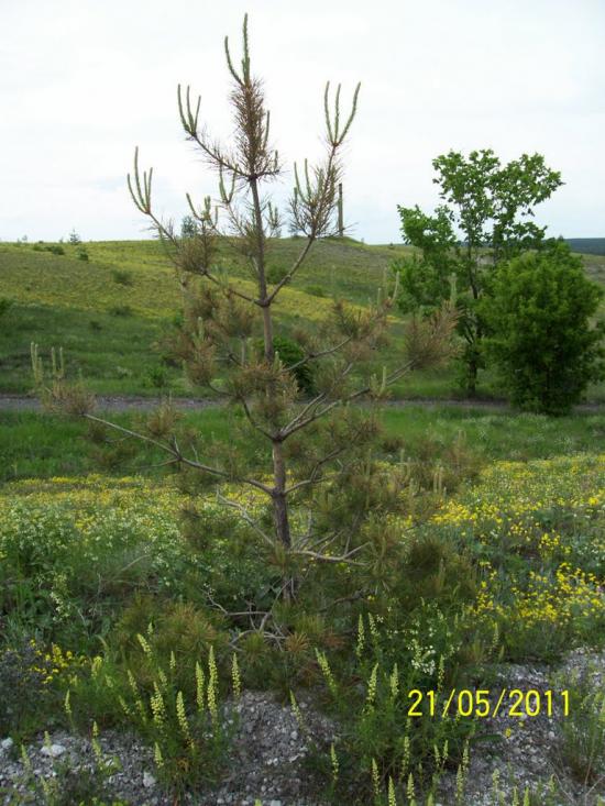 Пискунівка з panoramio.com - Pyskunivka