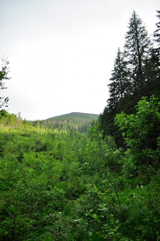 Мислівка з panoramio.com - Мислівка