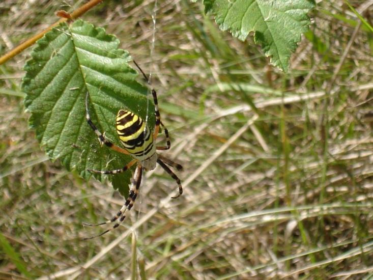 Бандурівка з panoramio.com - Бандурівка