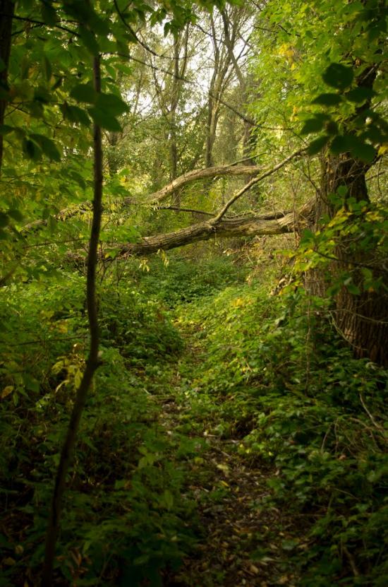 Остер з panoramio.com - Oster
