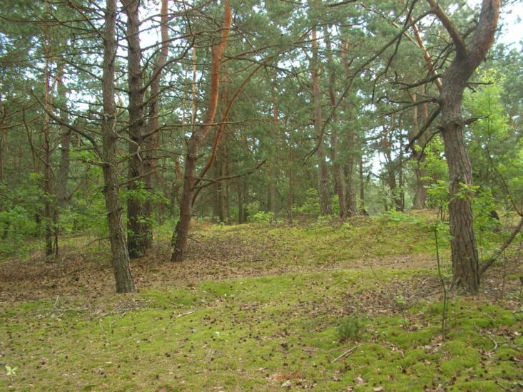 Лисняки з panoramio.com - Лисняки