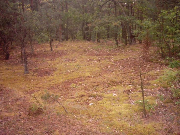 Лисняки з panoramio.com - Lysnyaky