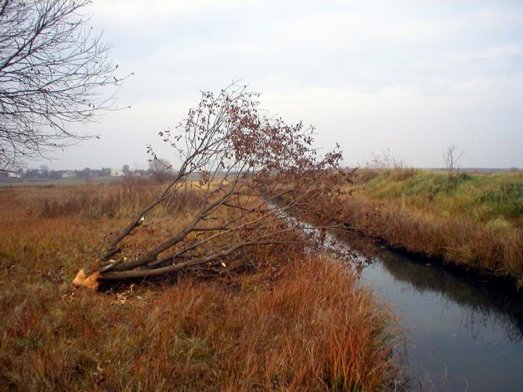 Рогізне з panoramio.com - Рогозное