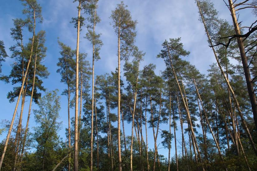 Підлісне з panoramio.com - Pidlisne