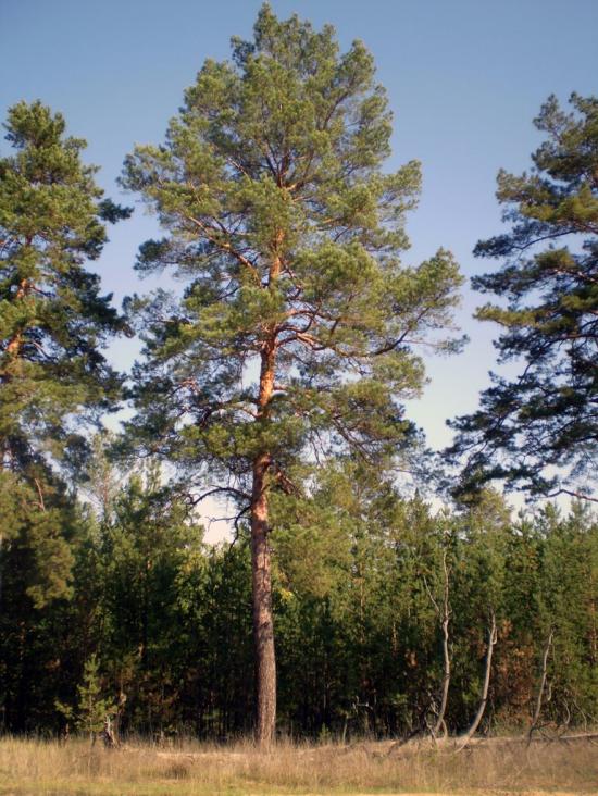 Підлісне з panoramio.com - Pidlisne