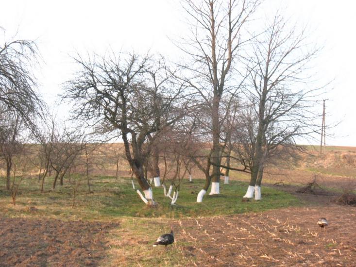 Подусів з panoramio.com - Подусов