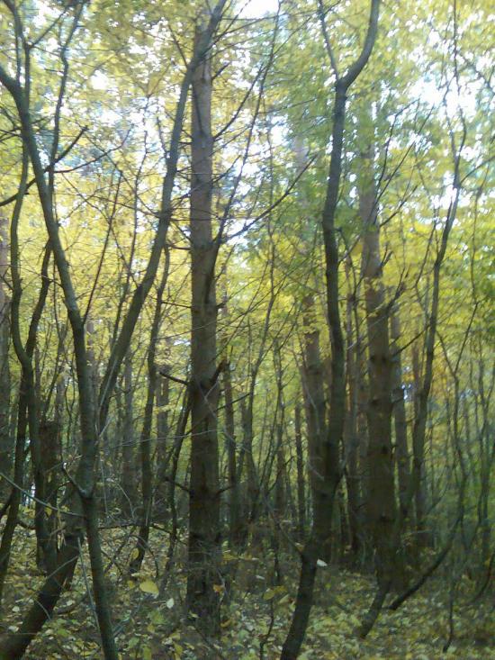 Пашківці з panoramio.com - Пашковцы