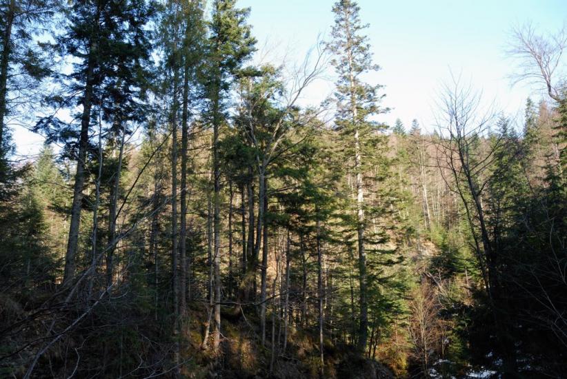 Кричка з panoramio.com - Кричка