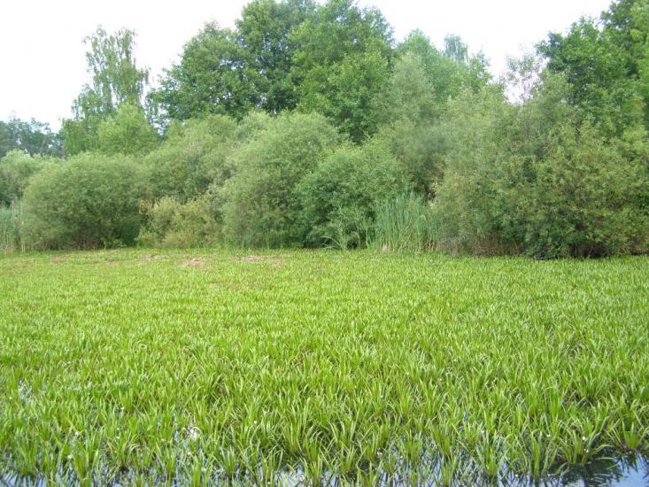 Зибин з panoramio.com - Зибин