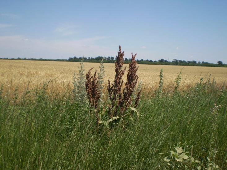 Нова Дофінівка з panoramio.com - Nova Dofinivka