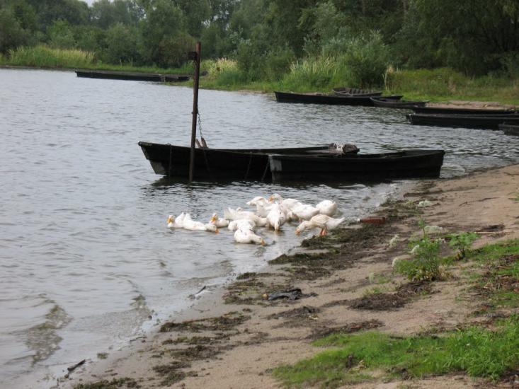 Хрещатик з panoramio.com - Крещатик
