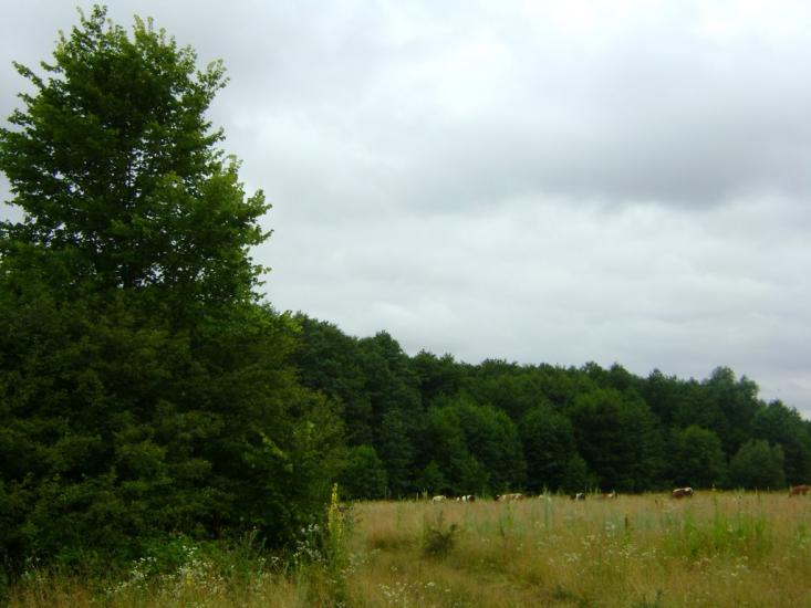 Рогізна з panoramio.com - Рогозна
