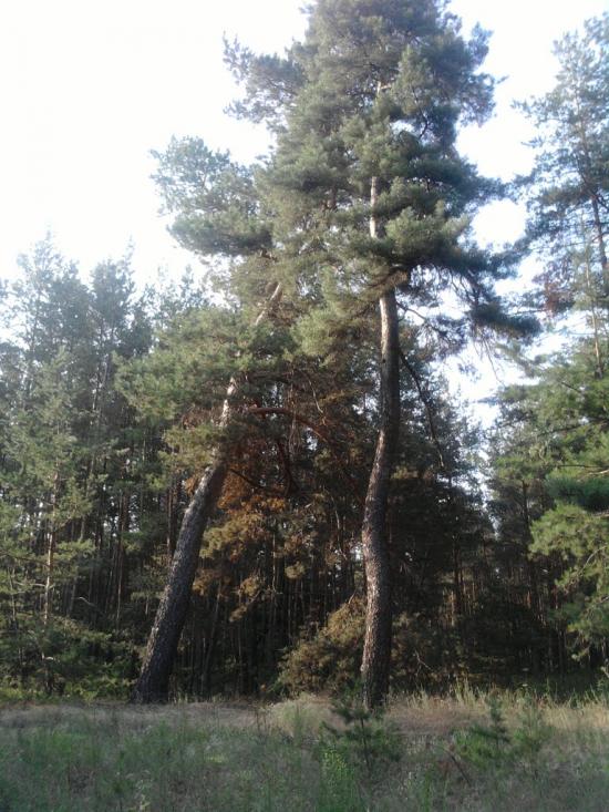 Черкаське з panoramio.com - Черкаське