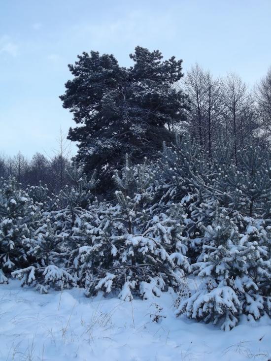 Яворів з panoramio.com - Яворов