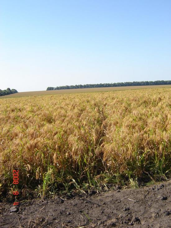 Рибчинці з panoramio.com - Рыбчинцы