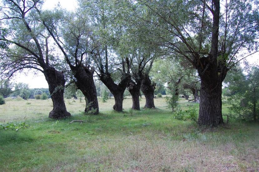 Бірки з panoramio.com - Борки