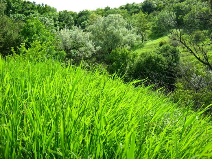 Пискунівка з panoramio.com - Pyskunivka