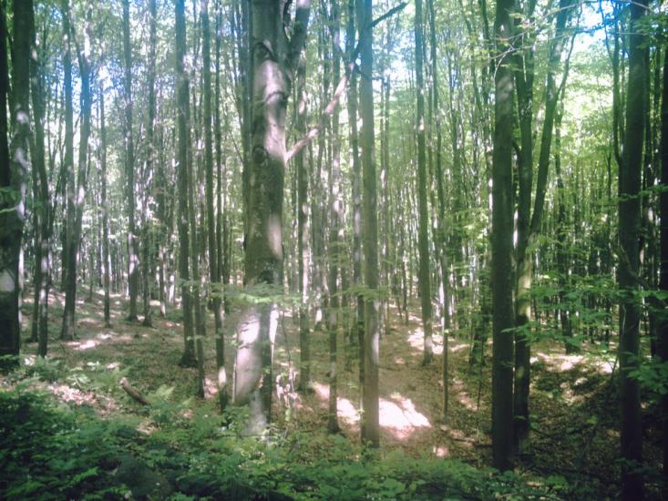 Яблунівка з panoramio.com - Яблоновка
