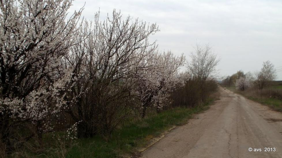 Зайцеве з panoramio.com - Зайцеве