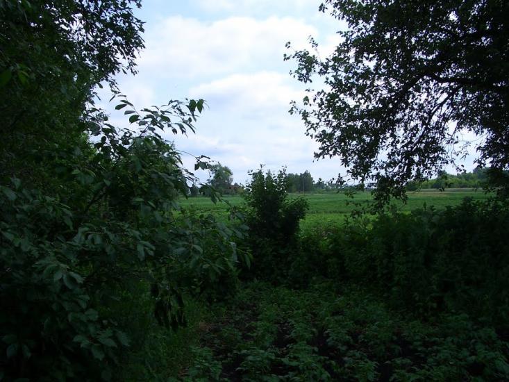 Алтинівка з panoramio.com - Алтинівка