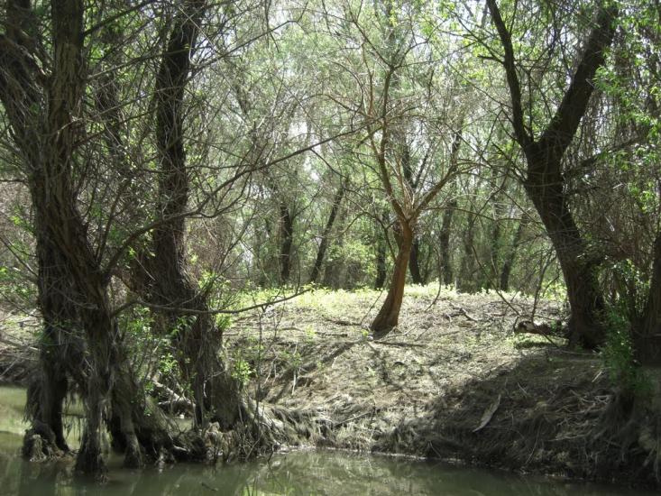 Дунайське з panoramio.com (ч.2) - Дунайське