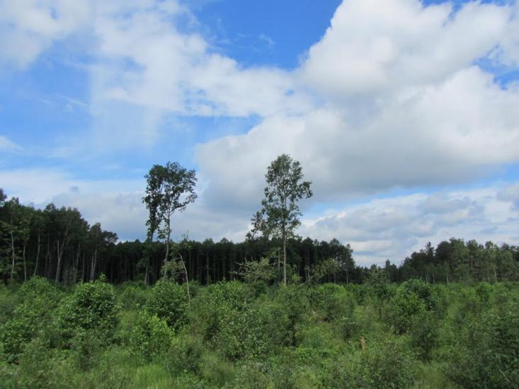 Самари-Оріхові з panoramio.com - Самари-Оріхові