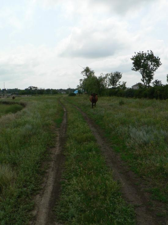 Баштанка з panoramio.com - Bashtanka