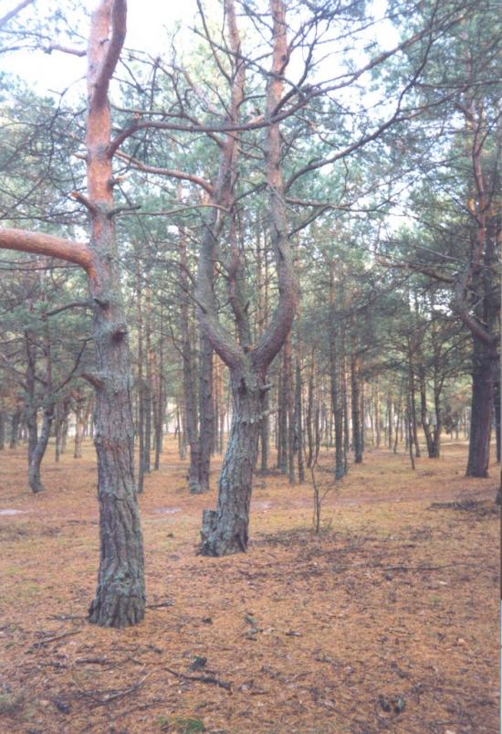 Лисняки з panoramio.com - Лисняки